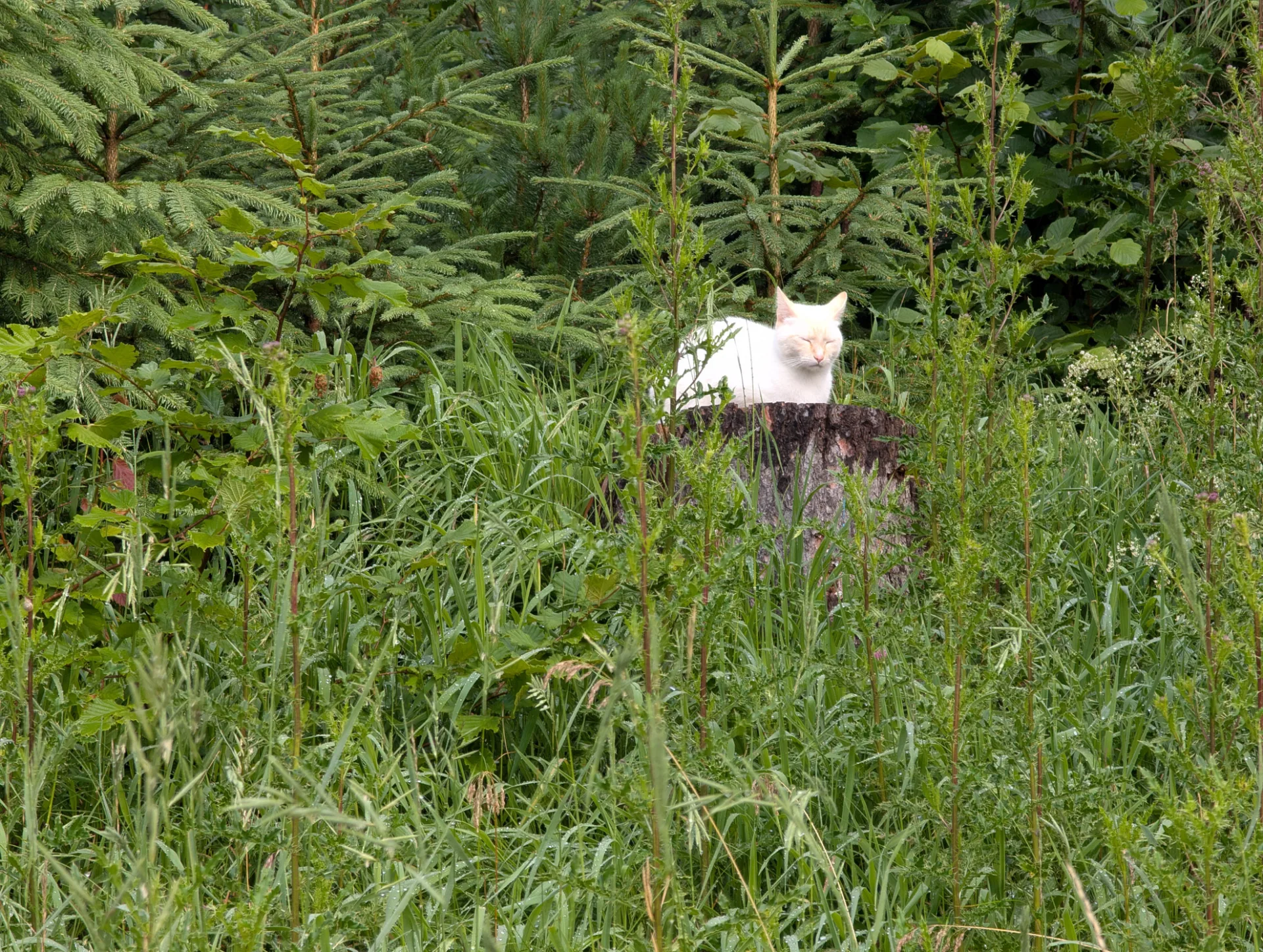 A white cat among wild herbs