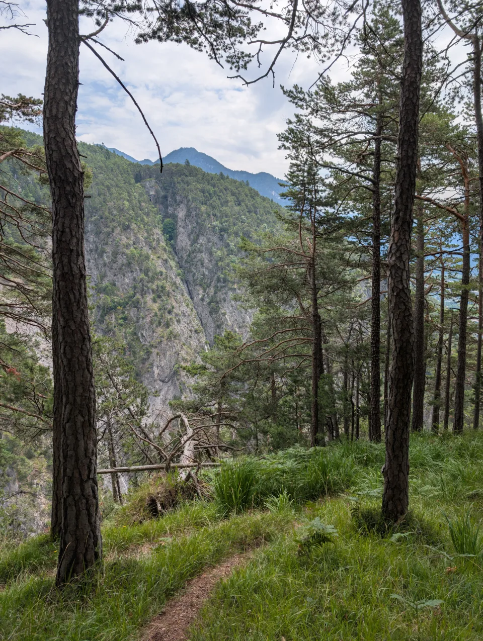 Trail through a pine forest with a view into the gorge