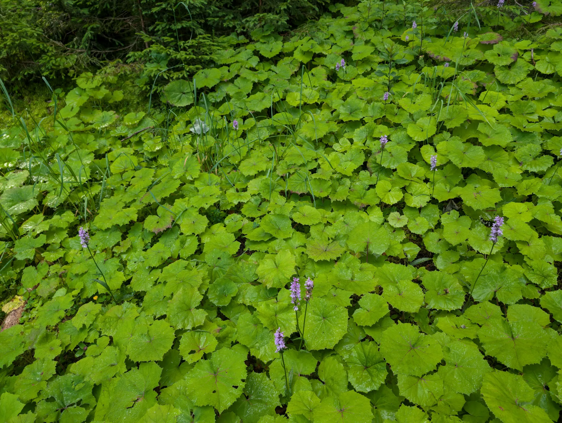 Spotted orchid among butterbur leaves