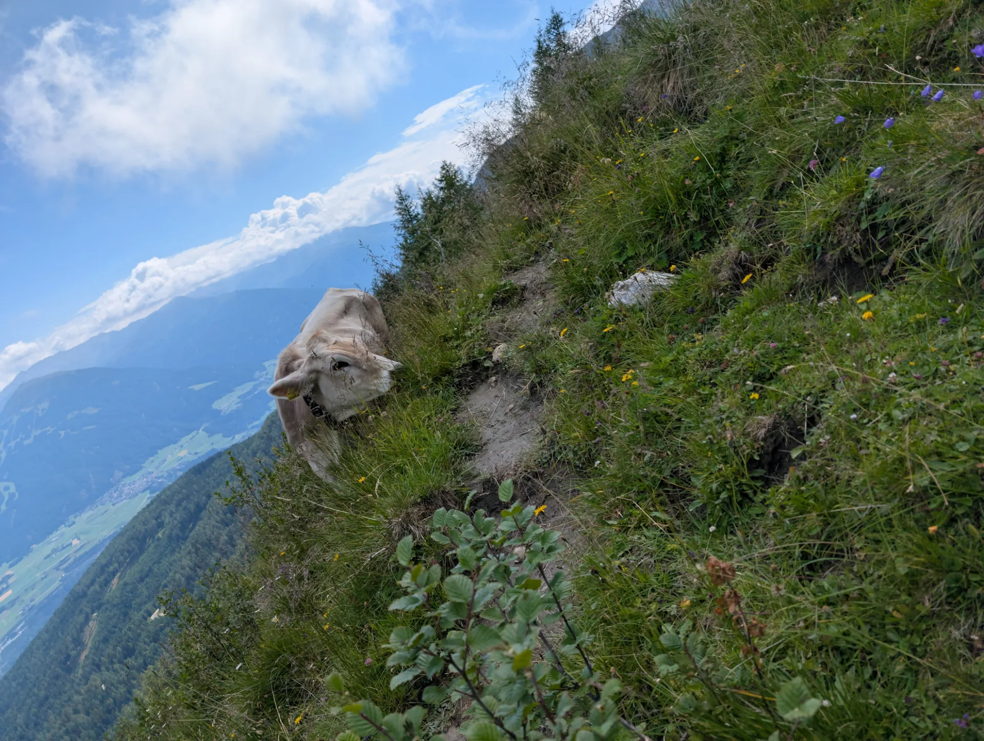 Cow on a steep slope above the Inn Valley
