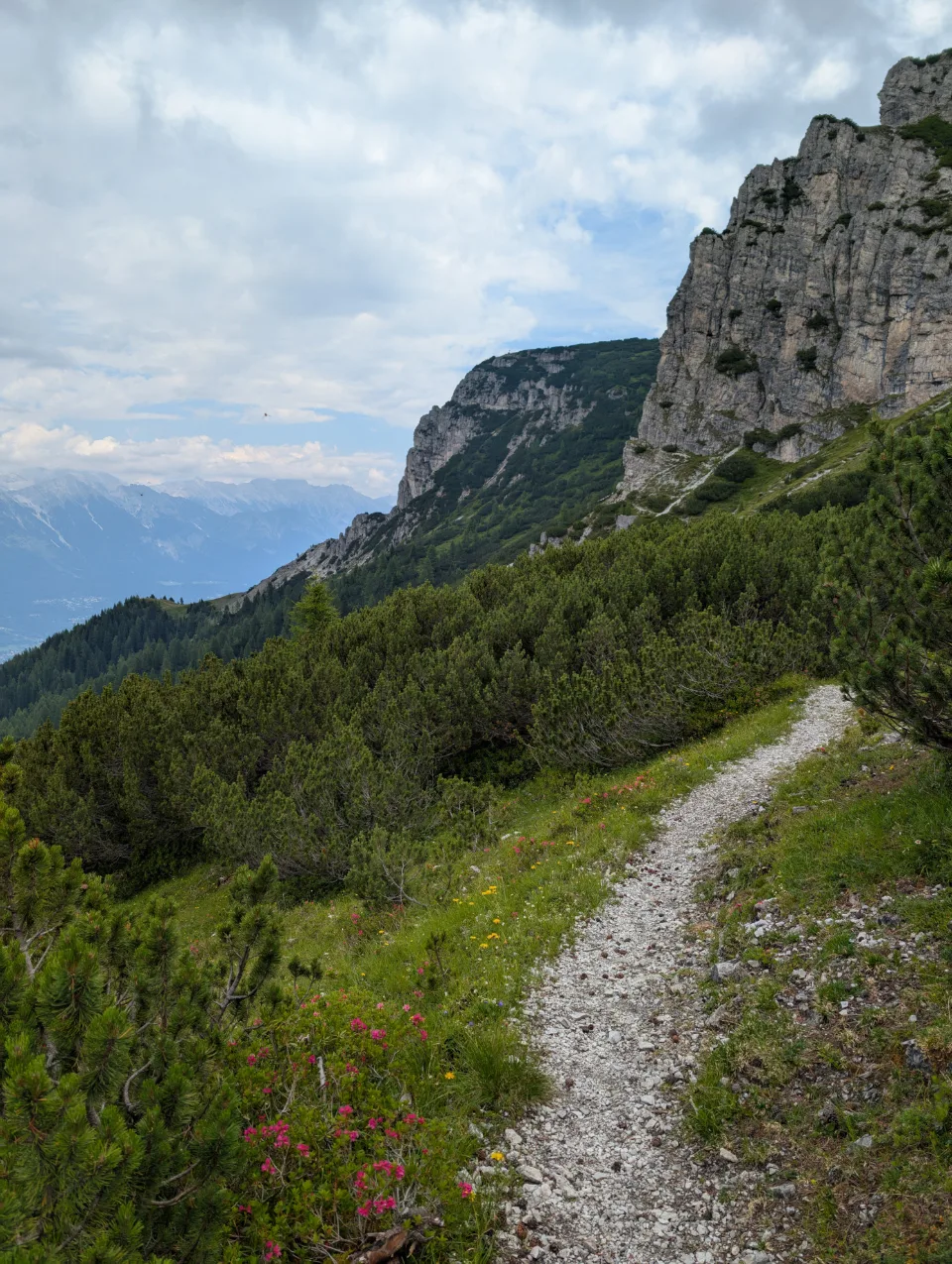 Path through dwarf pines and alpine rose in front of the rock face