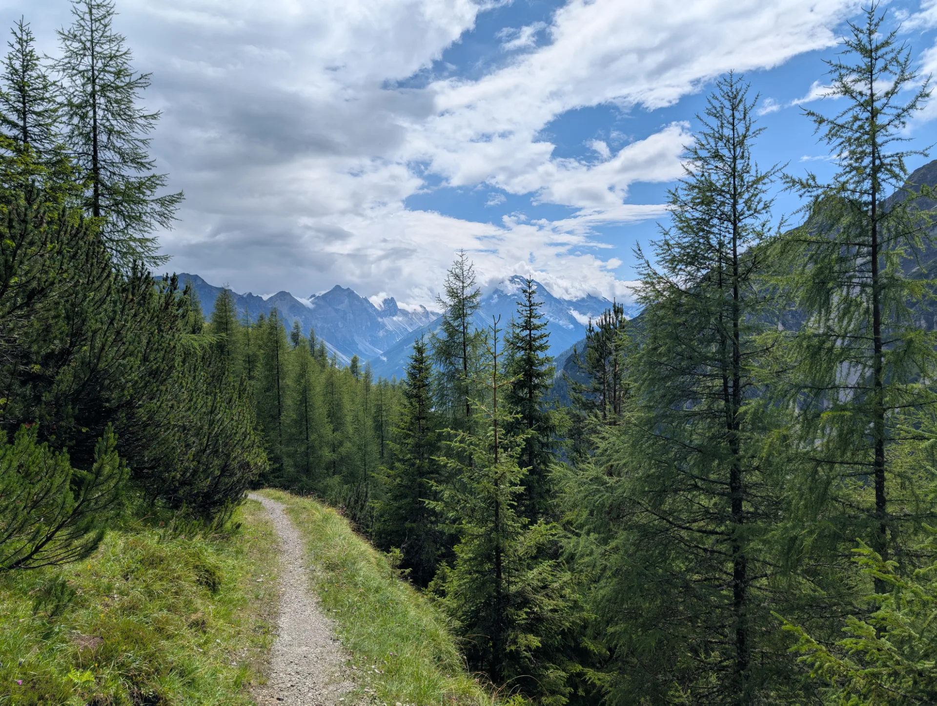 Path through larch woods with a view of the mountains