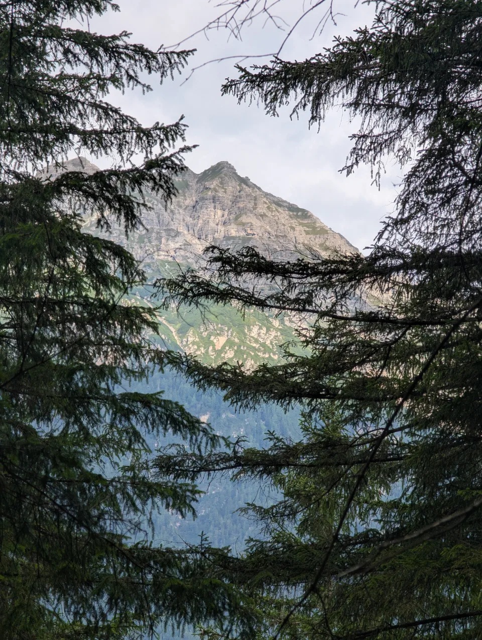 Mountain peak framed by firs