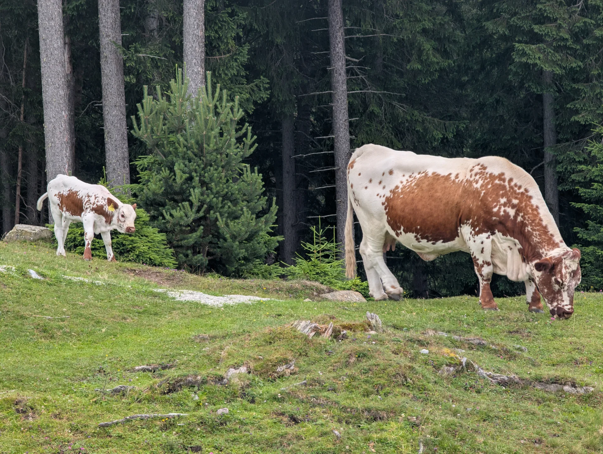 Cow and calf on the alp