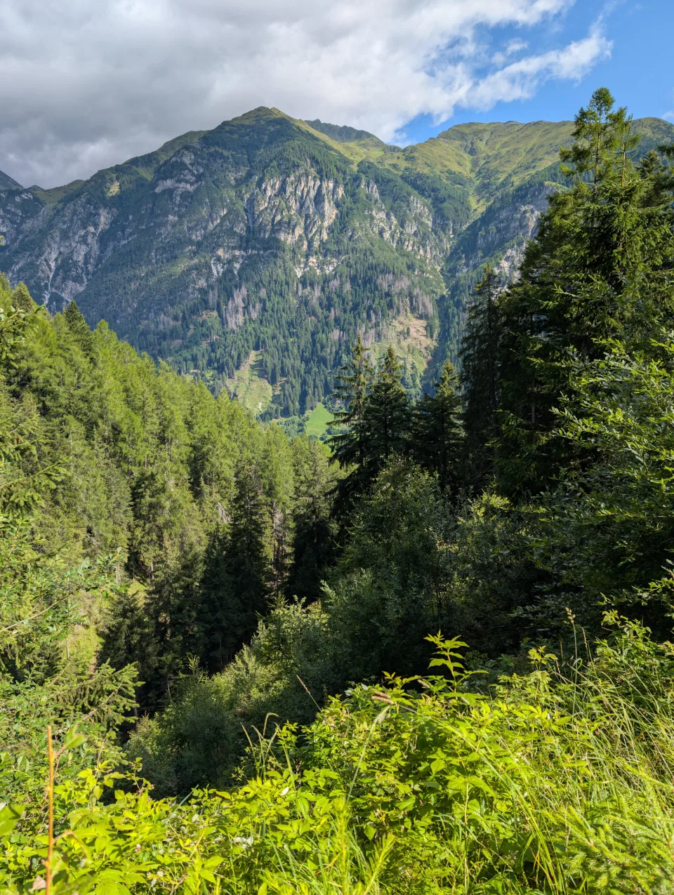 Steep cliff face above the forest