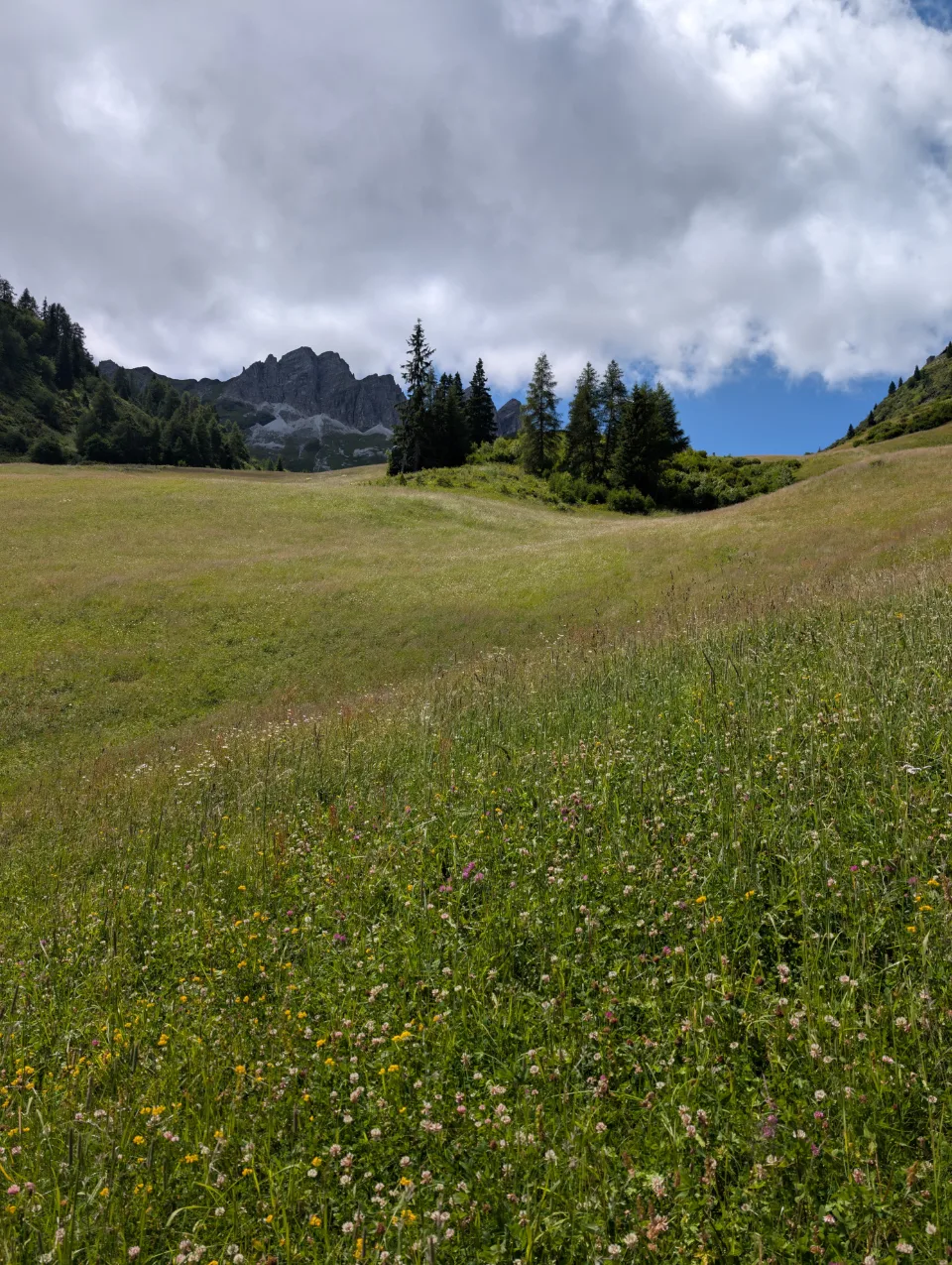 Alpine meadow with wildflowers in front of the rock face