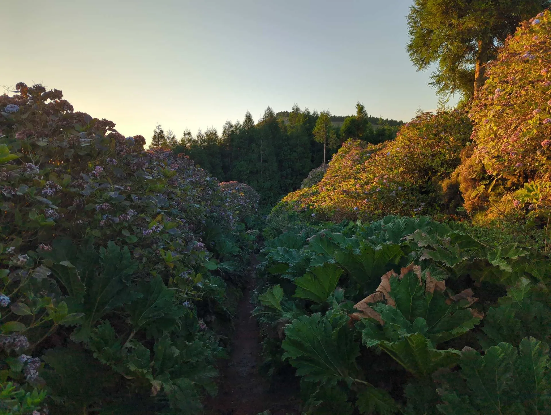 A path between hydrangea hedges and giant gunnera leaves in the morning light