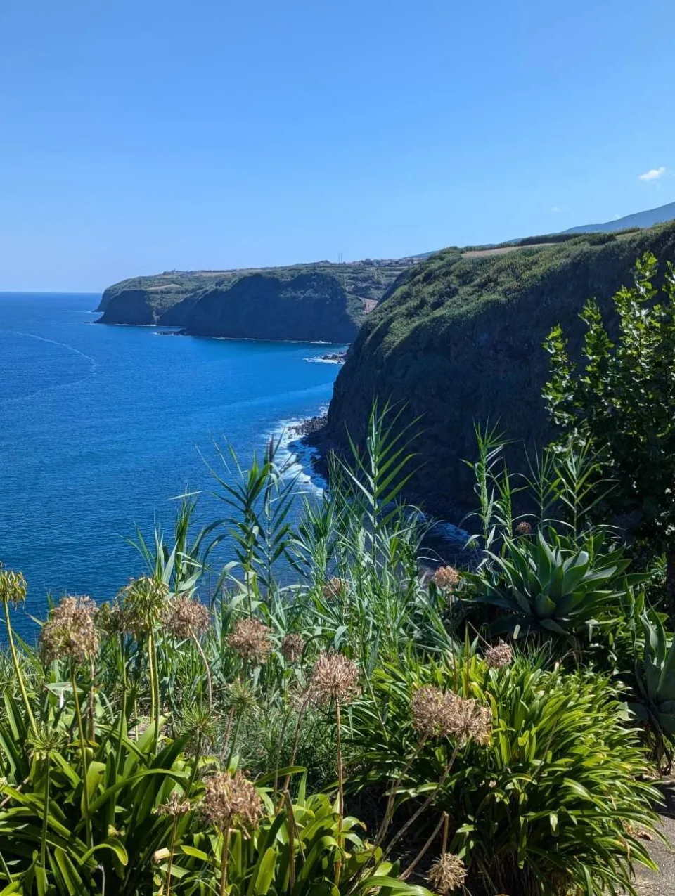 Sea cliffs and the Atlantic, framed by agapanthus