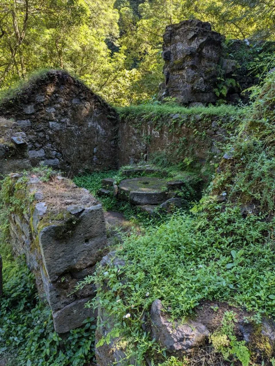 The overgrown ruins of the old mill