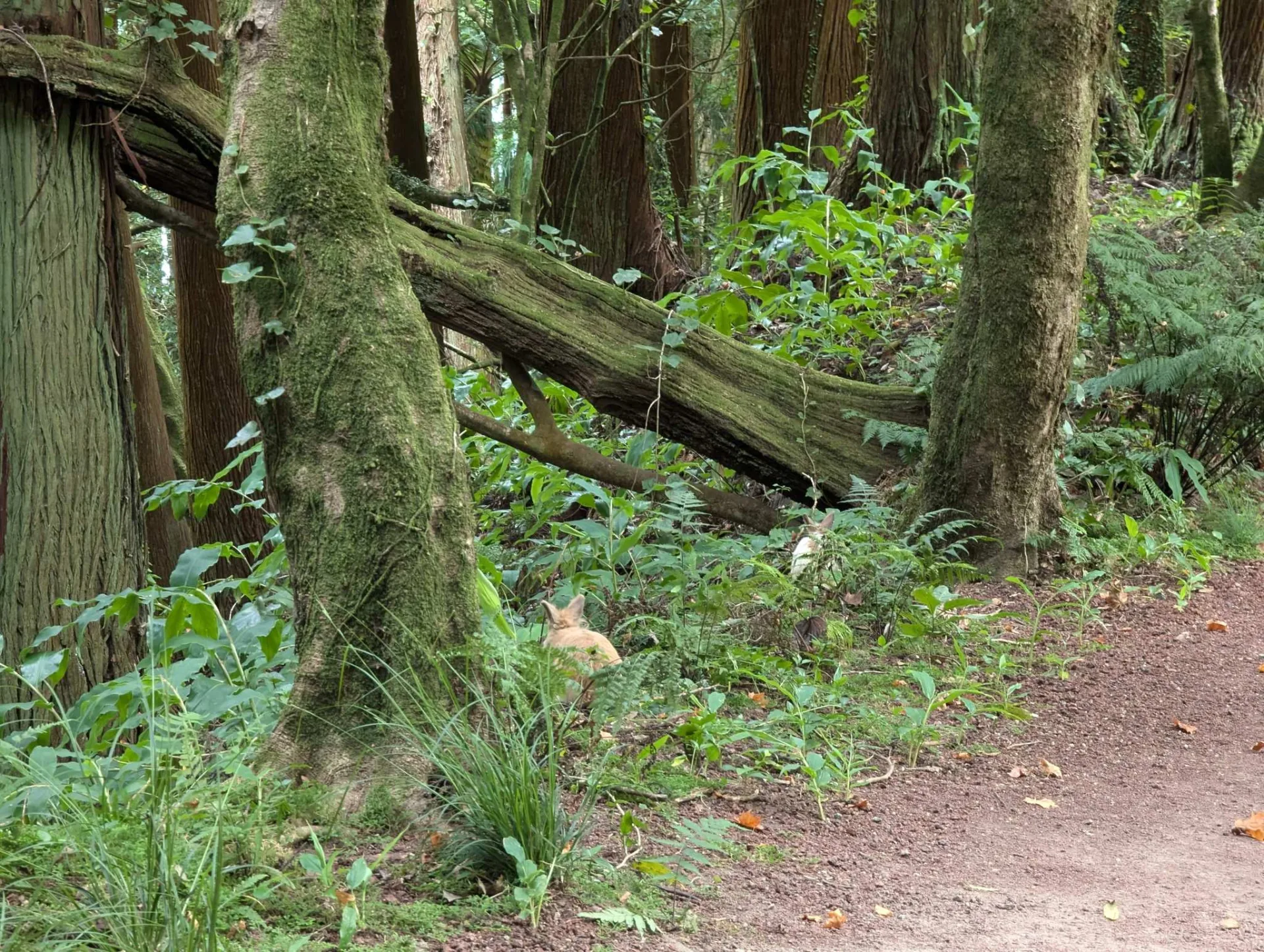 Cedar forest with a fallen trunk