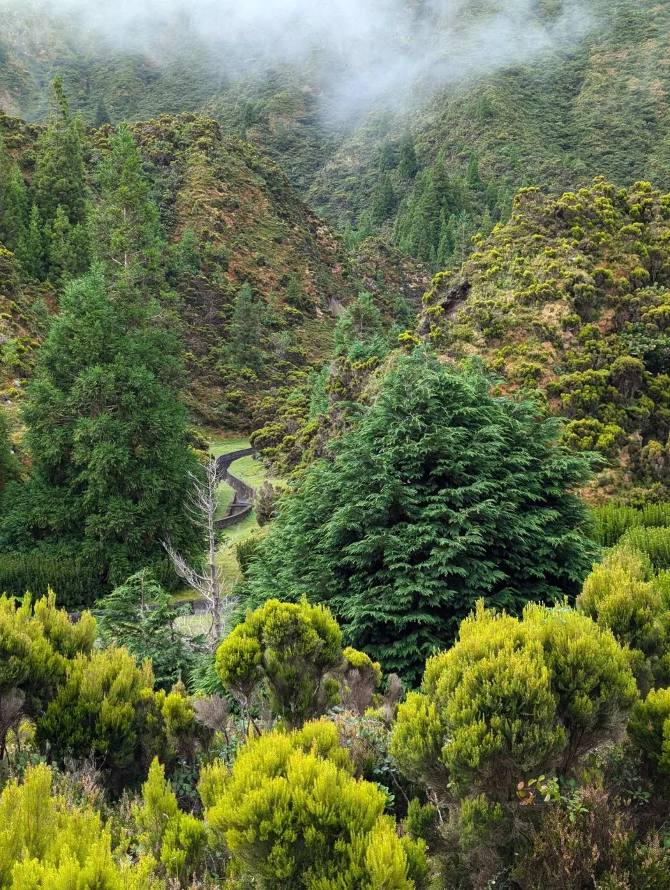 A mist-shrouded wooded valley on the descent