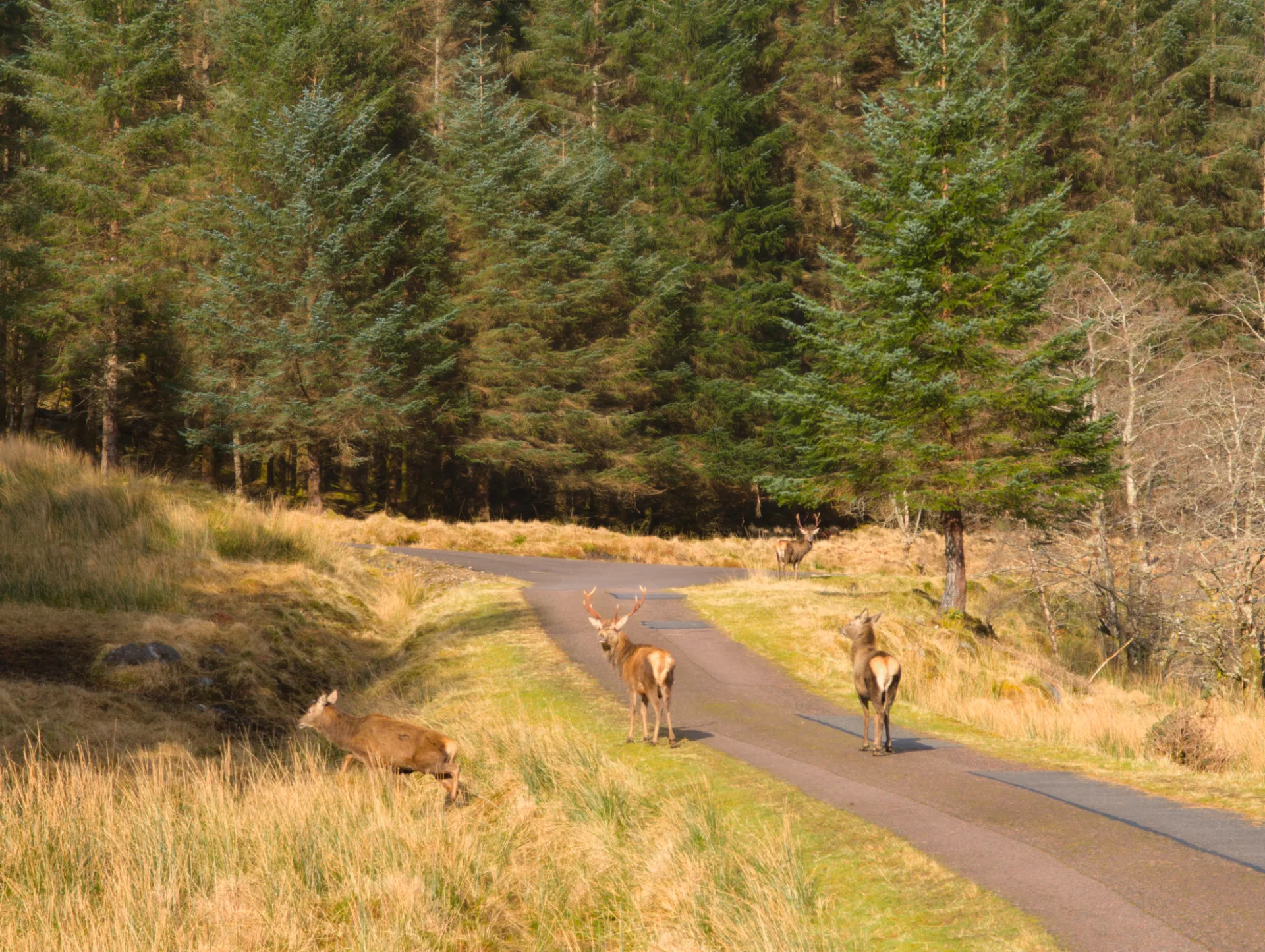 Red deer on the forest track just before Corry Hully