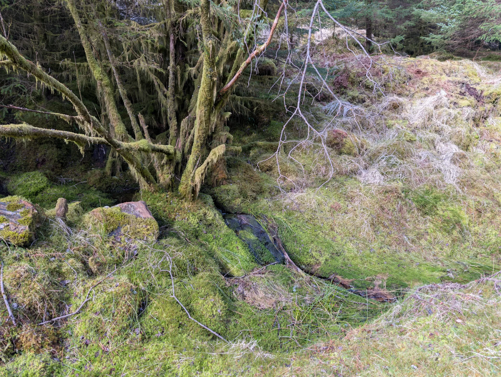 A moss garden among fallen trunks