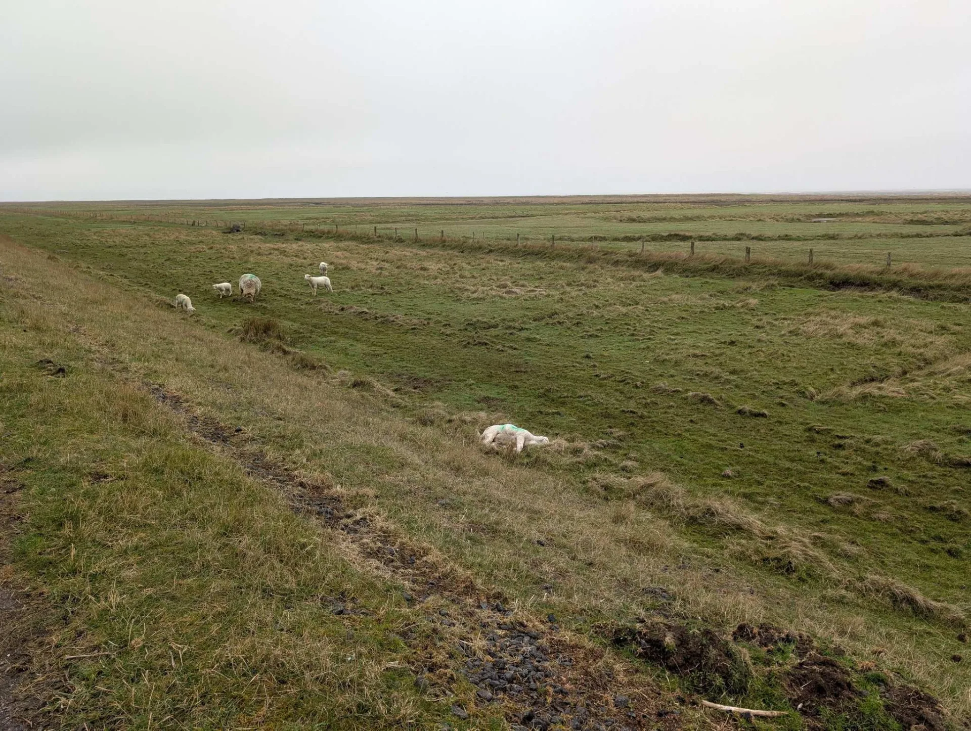 Sheep keep the dyke trimmed — that is their job here.
