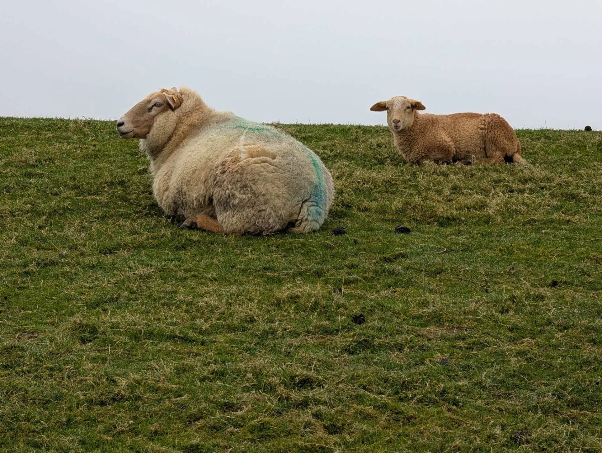 A ewe and her lamb in the dyke grass.