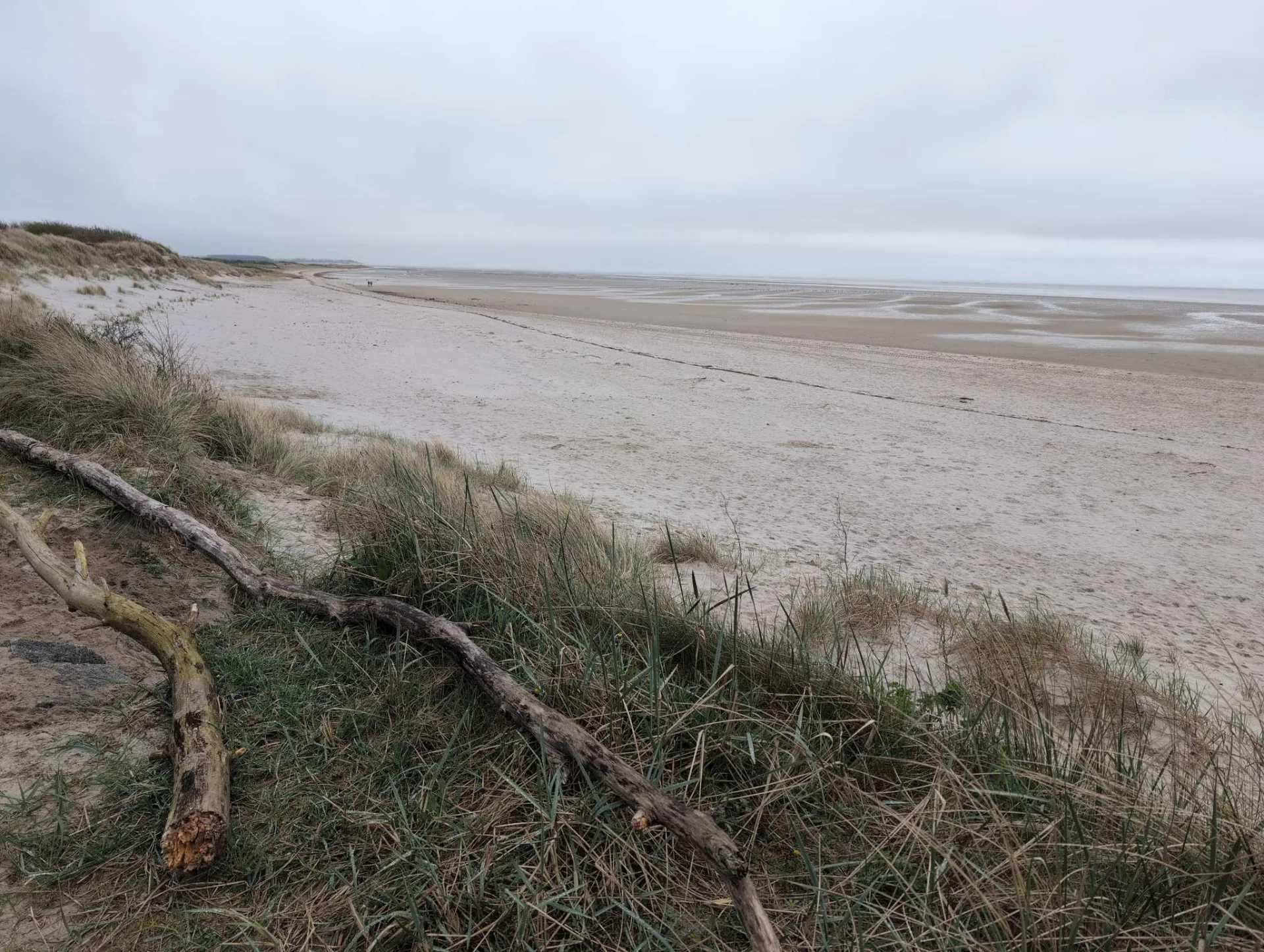 The long west beach at low tide — driftwood in the dune grass.