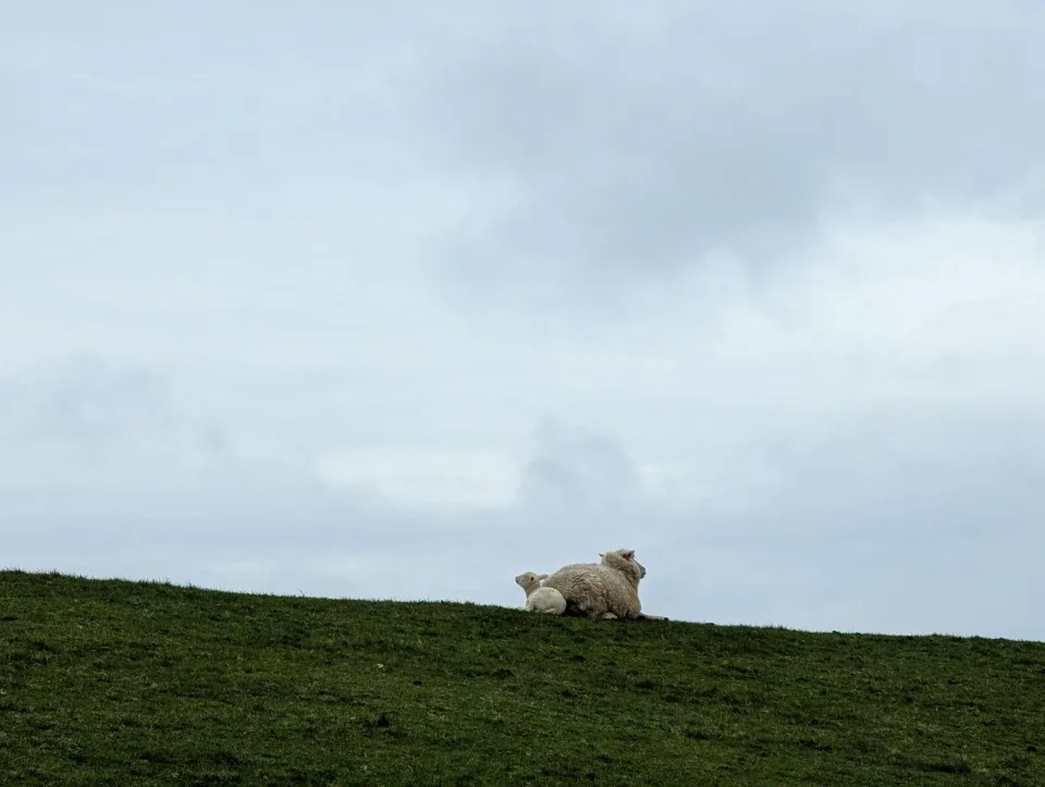 A ewe and her lamb under the wide sky.