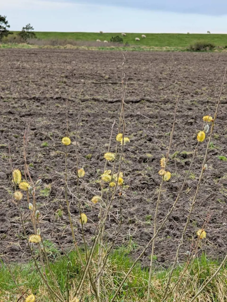 Spring over the geest: pussy-willow catkins before a freshly ploughed field, sheep on the dyke beyond.