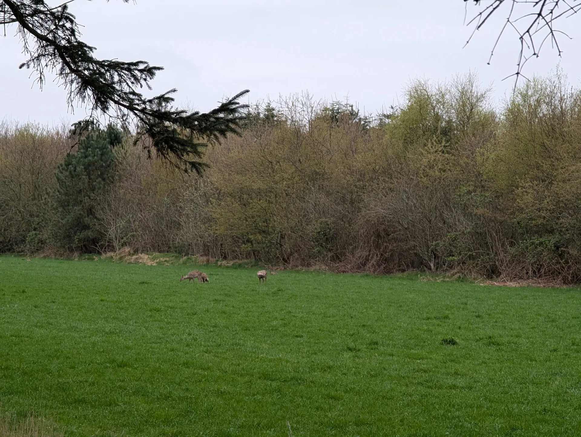 Roe deer at the wood's edge in the evening light.