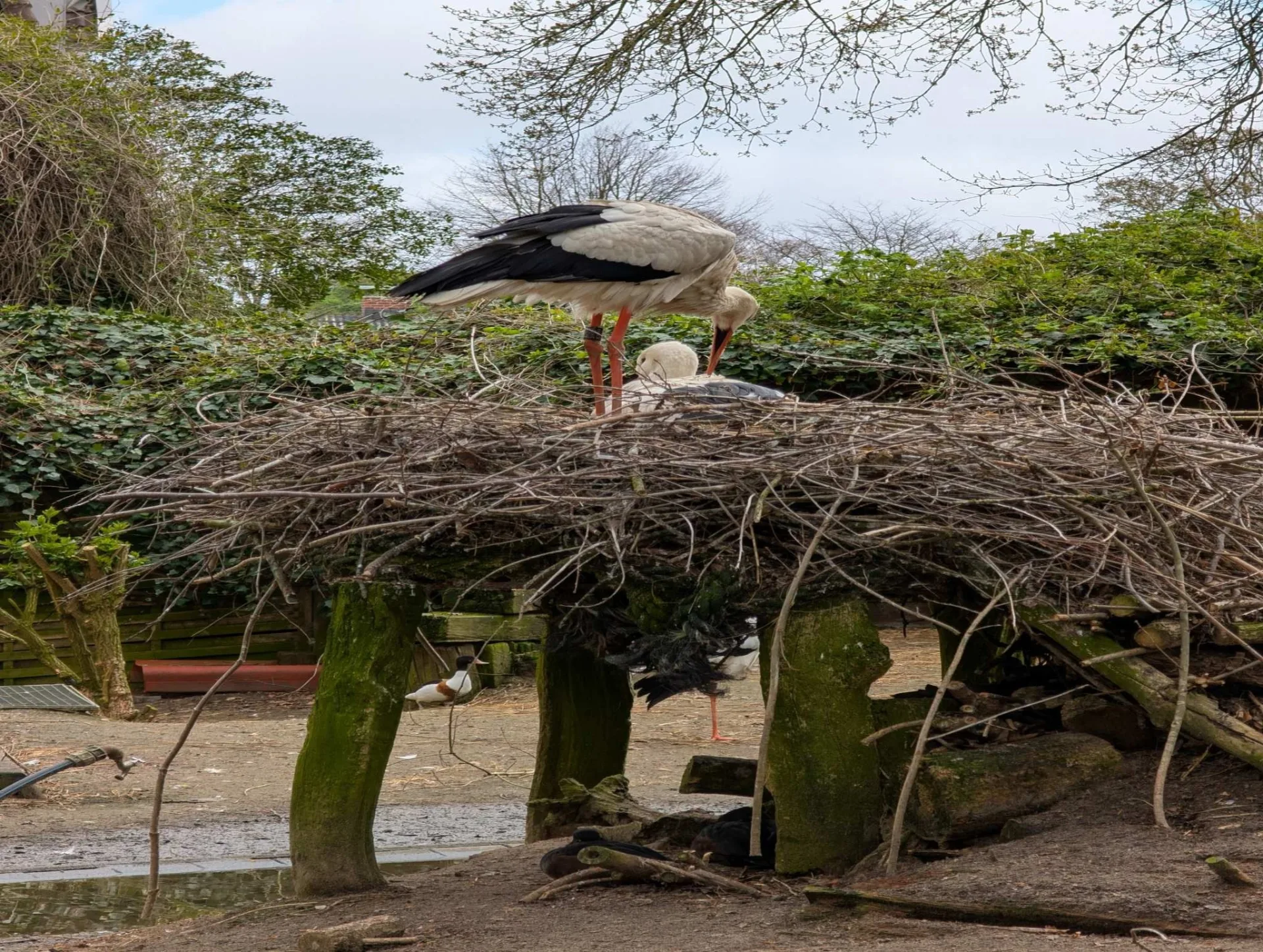 A white stork close up — a familiar spring sight on Föhr.