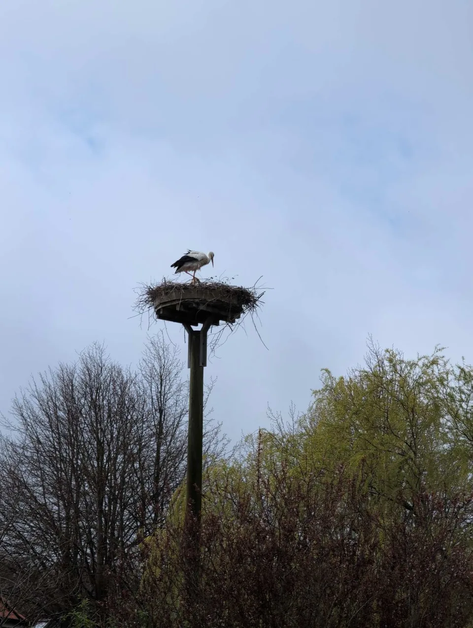 A stork's nest atop its pole, the first green of spring in the trees below.
