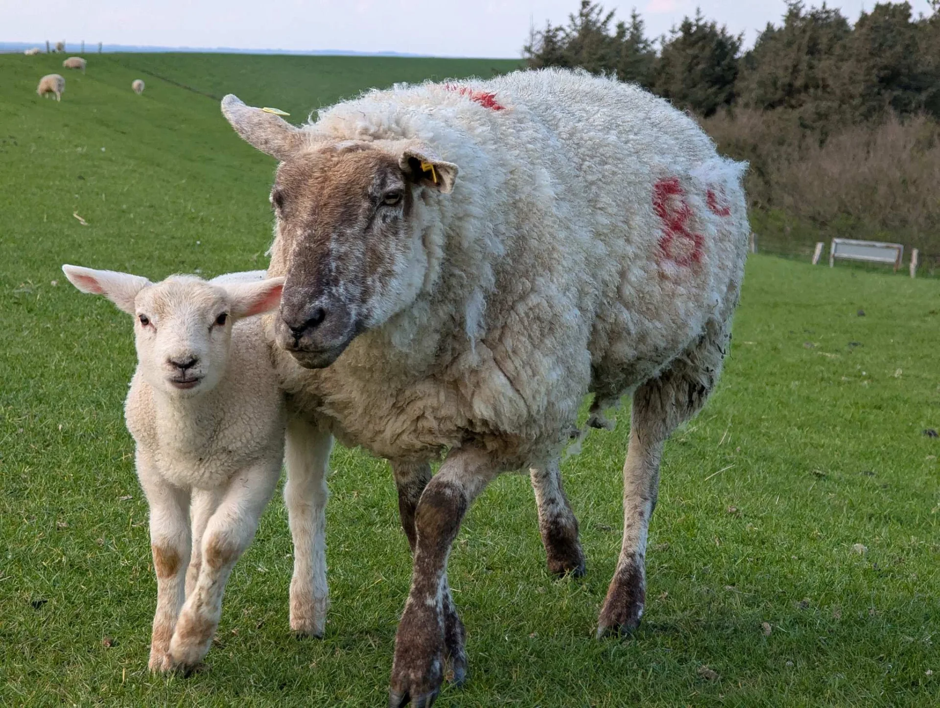 A curious lamb close to its ewe — springtime on the dyke.