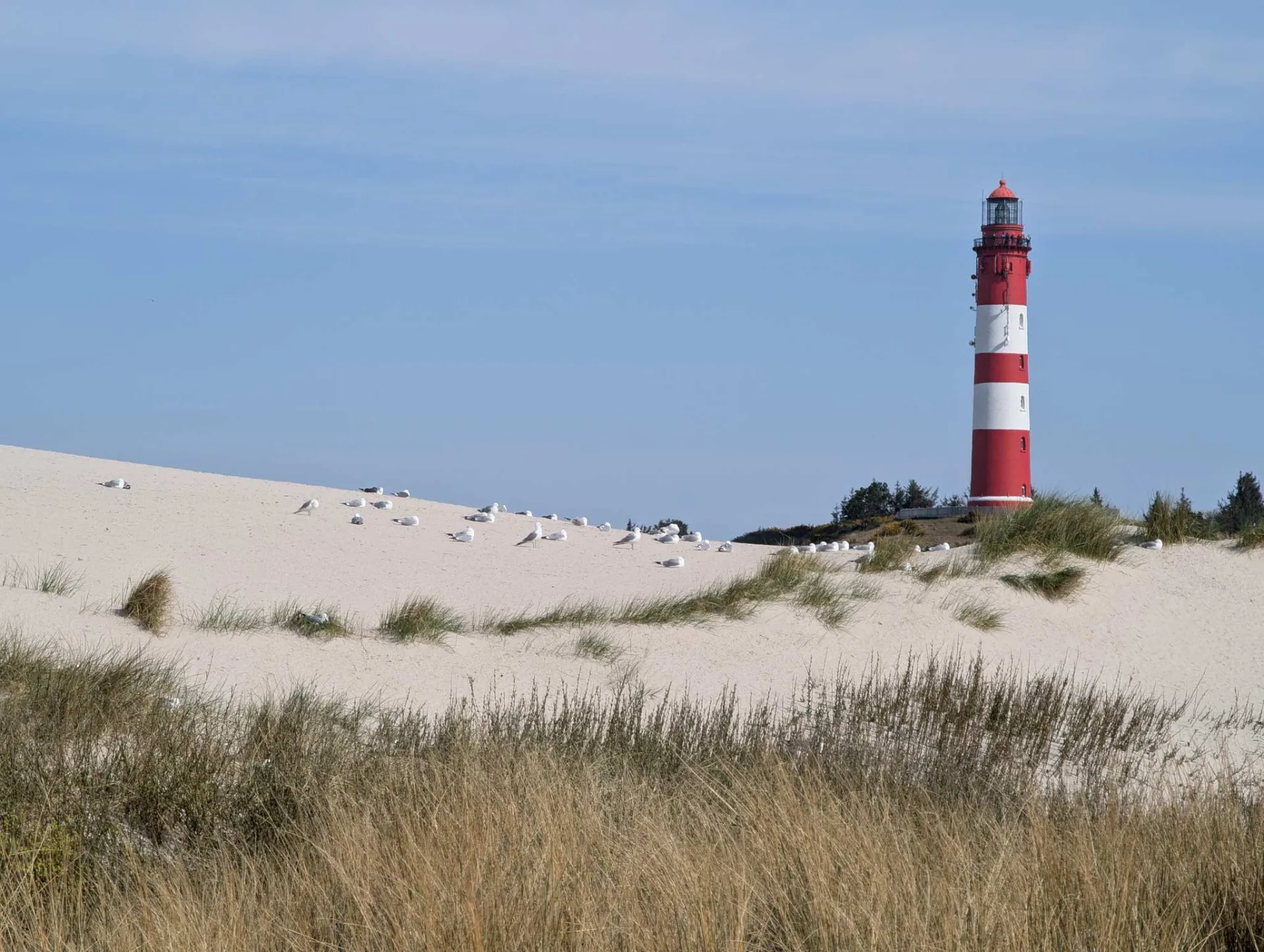 The Amrum lighthouse above the dunes by the Kniepsand — gulls included.