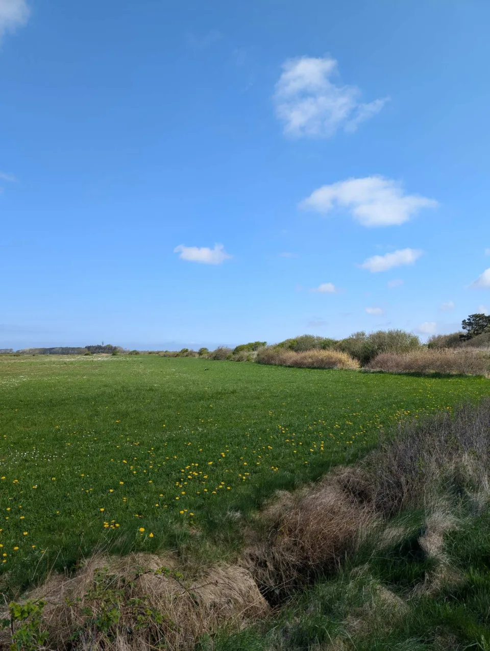 Spring in the island's interior: dandelions in the meadow, willow scrub on the horizon, clouds in the wide sky.