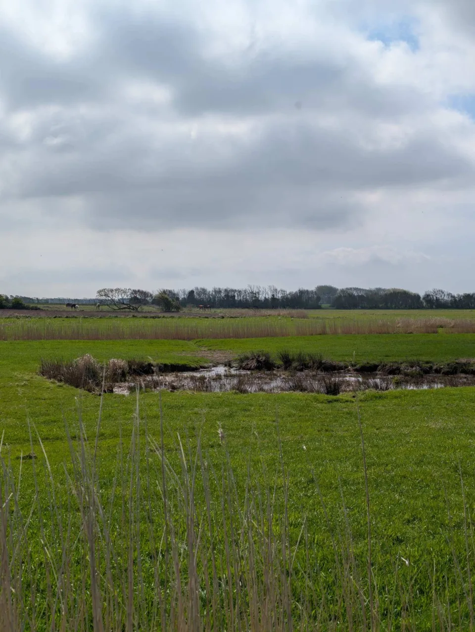 Wide marsh meadows in the island's west, a small pool.