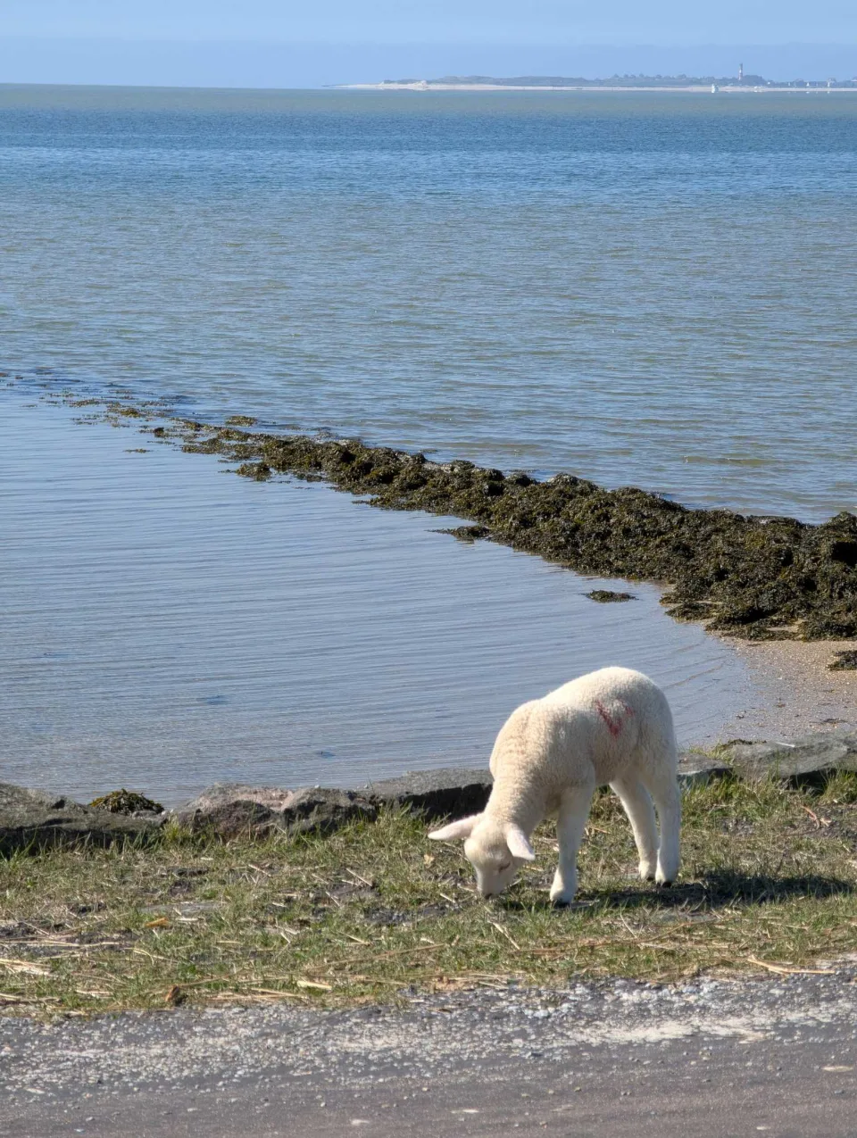A lamb grazes at the water's edge, a seaweed-covered groyne reaching into the Wadden Sea, Amrum and its lighthouse on the horizon.