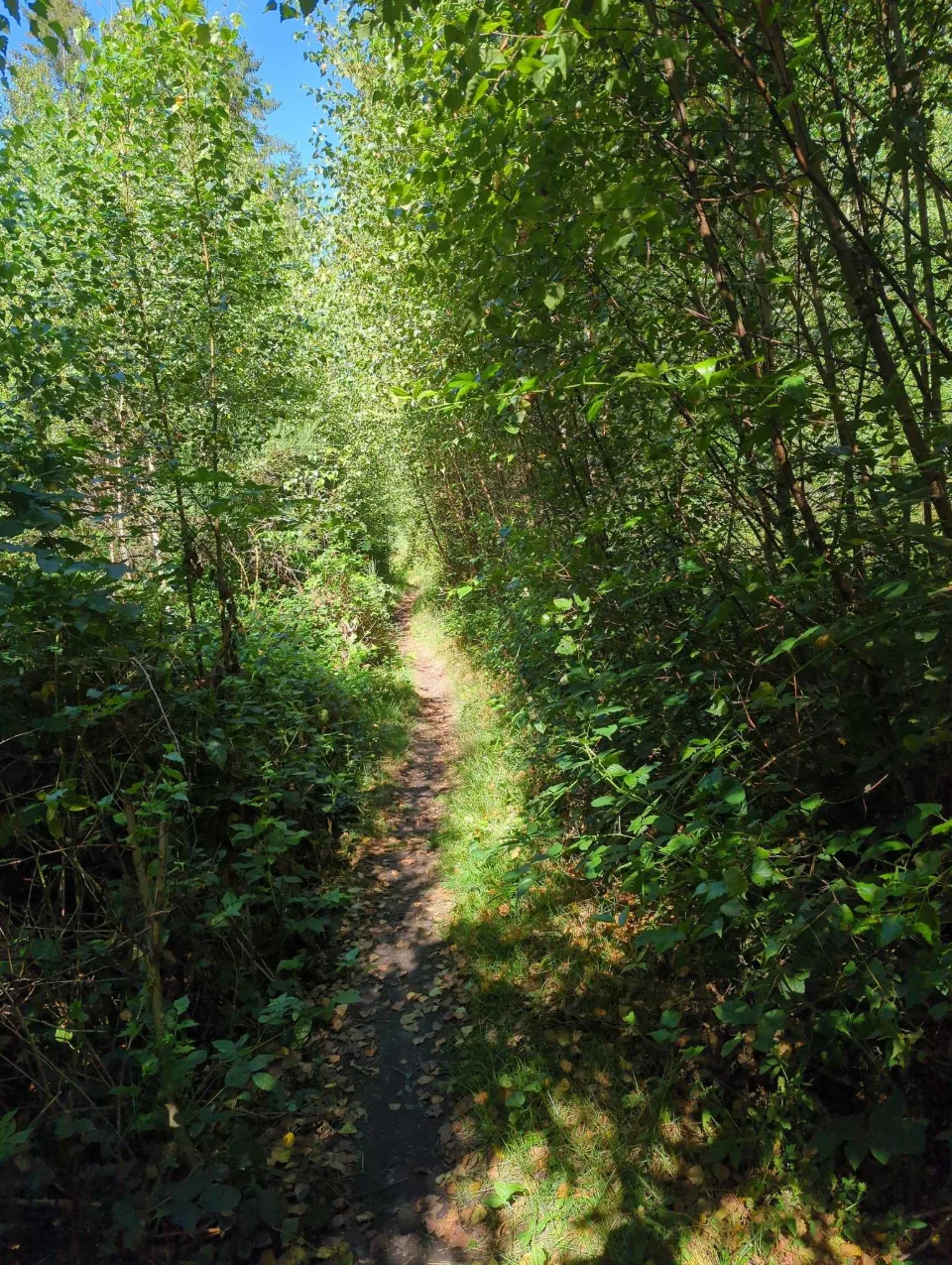 A narrow path through bright birch woods — the first morning at Lac des Vieilles Forges.