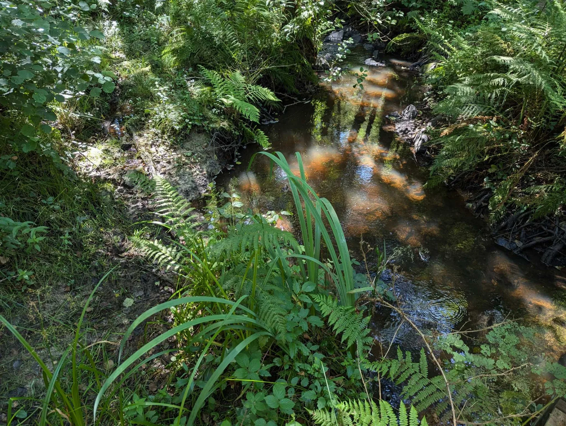 A clear woodland brook fringed with ferns, its bed rust-brown with iron.