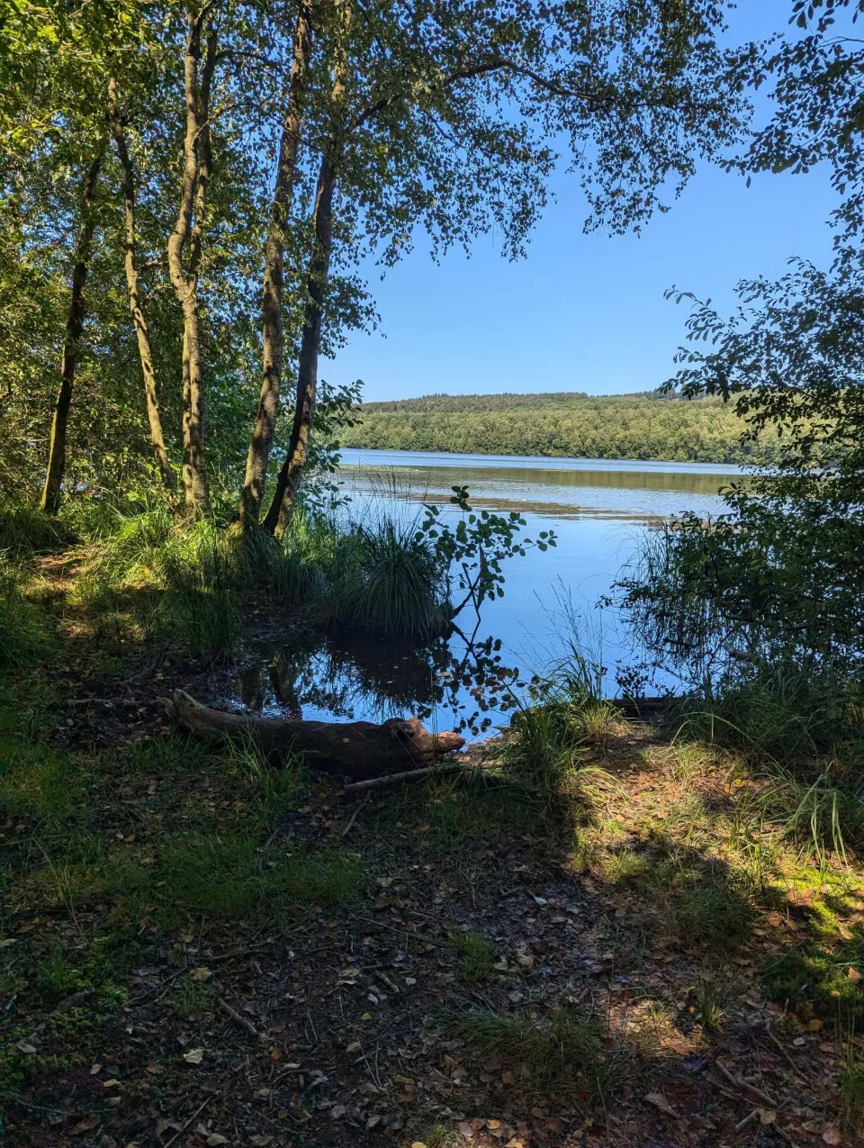 The first glimpse of the lake opens up through the trees.