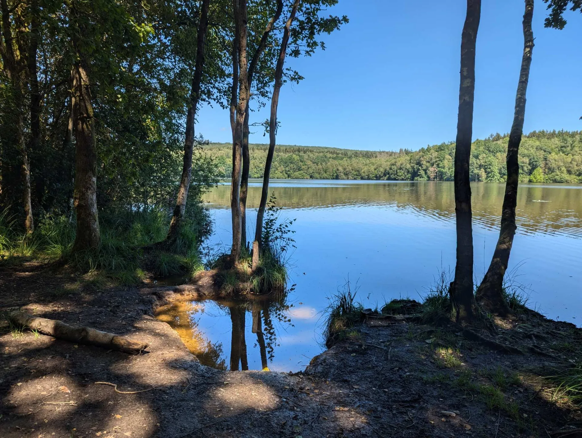 A still bay on the lakeshore, birches framing the mirror-calm water.