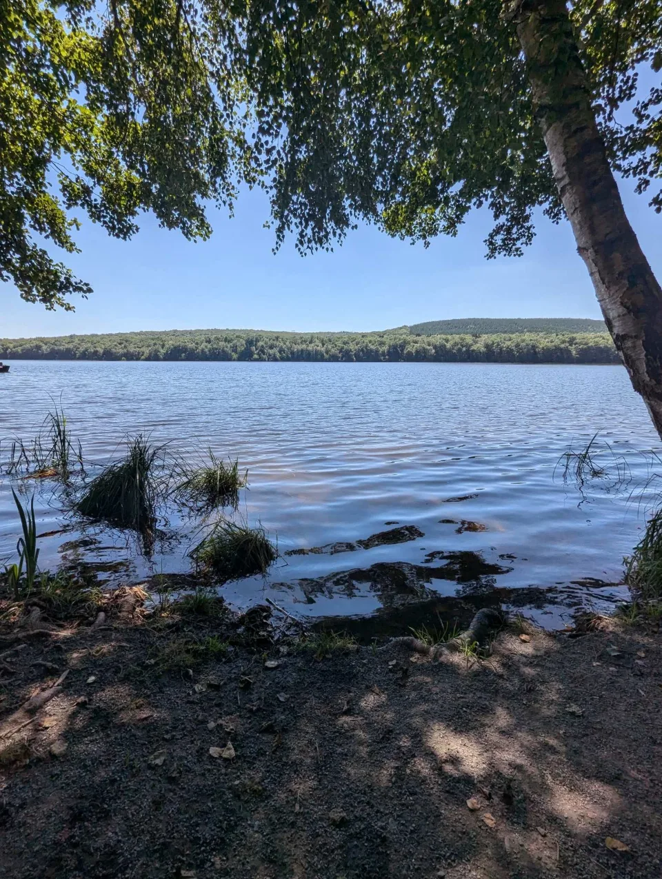 A shallow shoreline under overhanging birch leaves, reeds and roots in the clear water.
