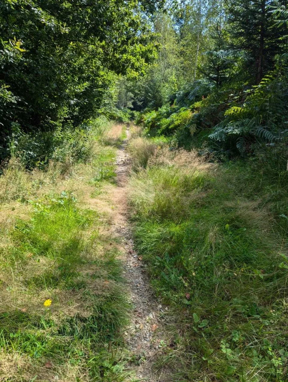 A narrow path through tall grass and bracken at the woodland edge.