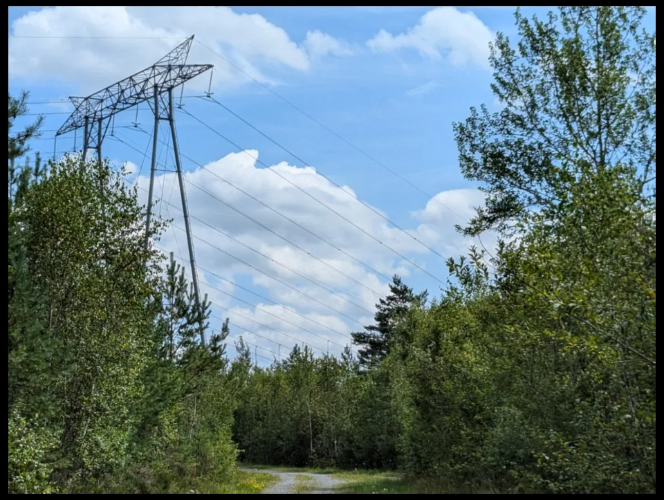 Where the power line splits the forest, the track passes beneath the cables.