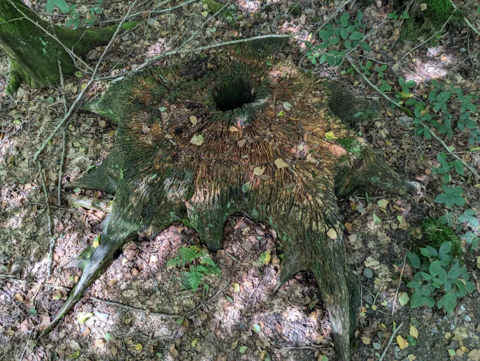 An old hollowed-out tree stump by the path, frayed with rot.