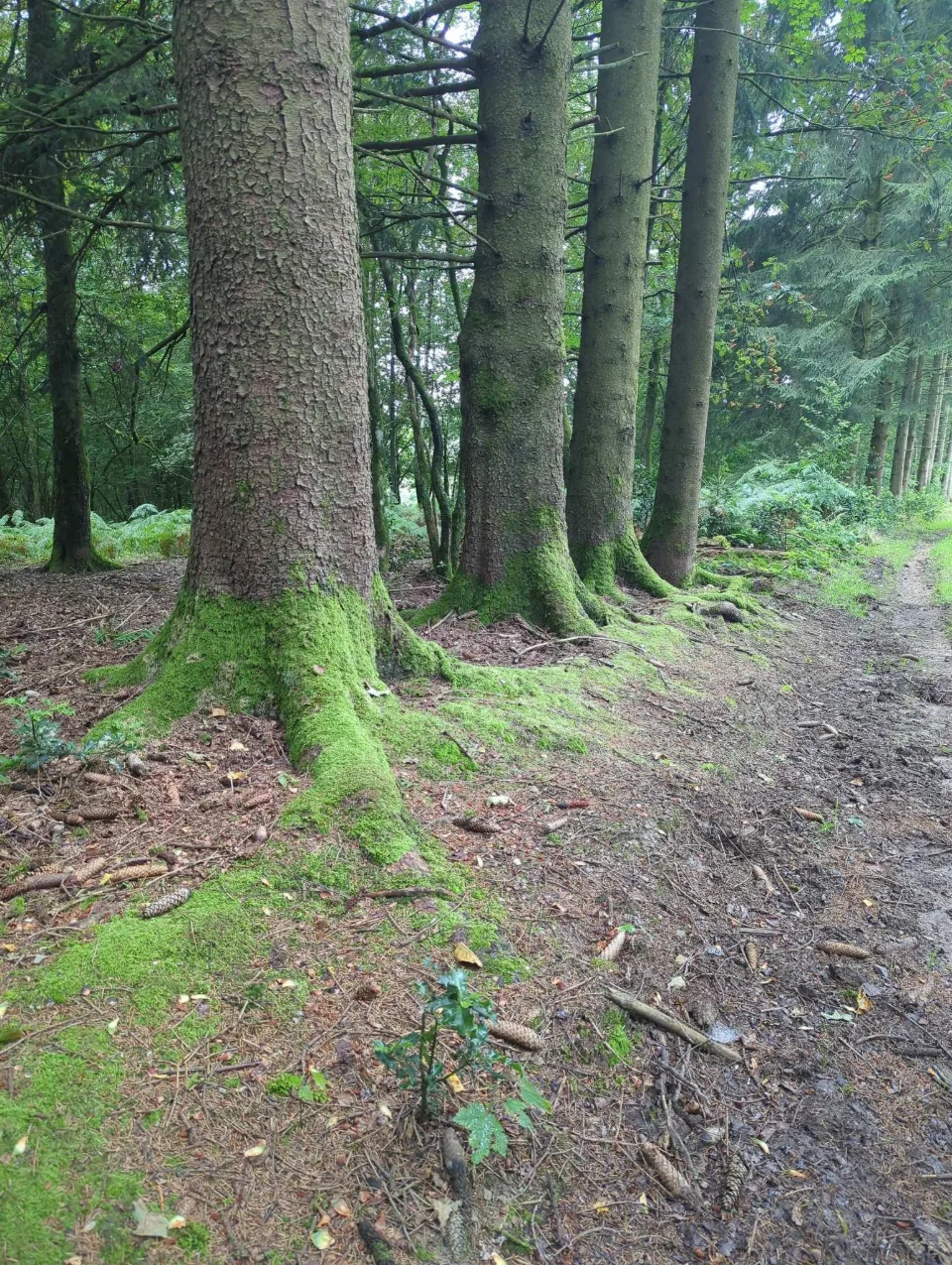 Mossy spruce trunks in the dark plantation, the ground still damp from rain.