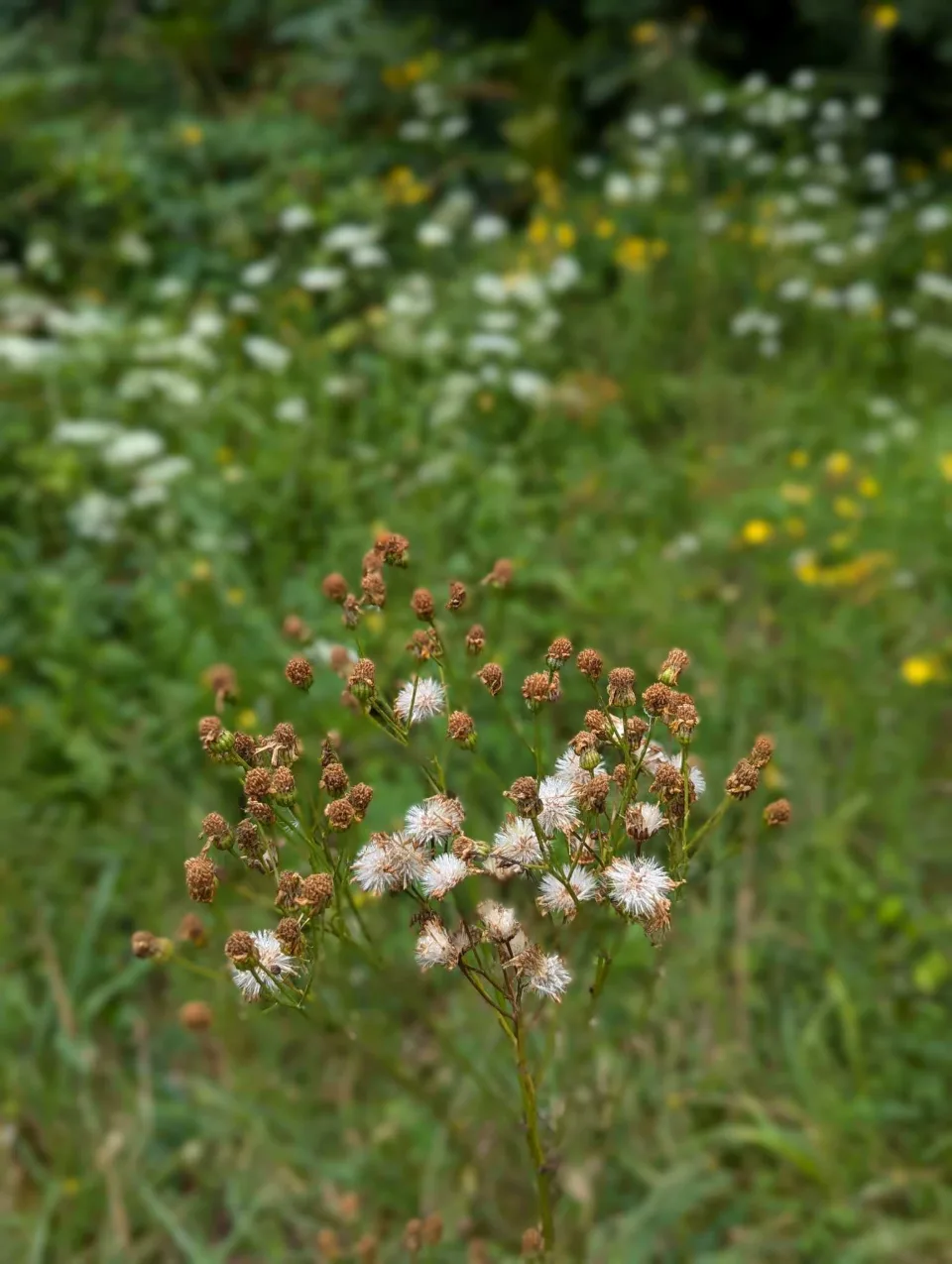 Spent blooms in the damp meadow grass — summer already going to seed.