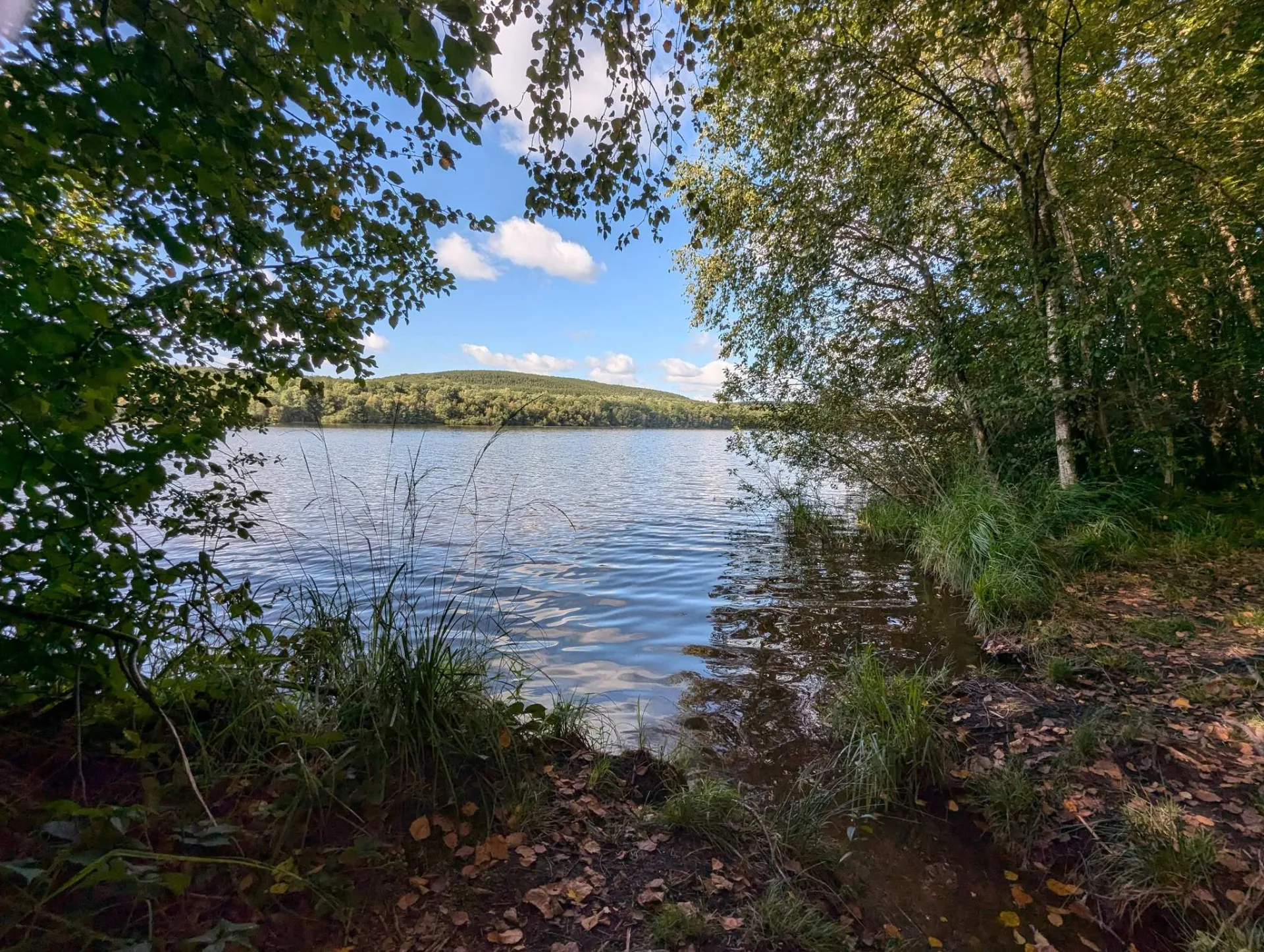 Birches frame the sunlit lake, a light breeze ruffling the water.
