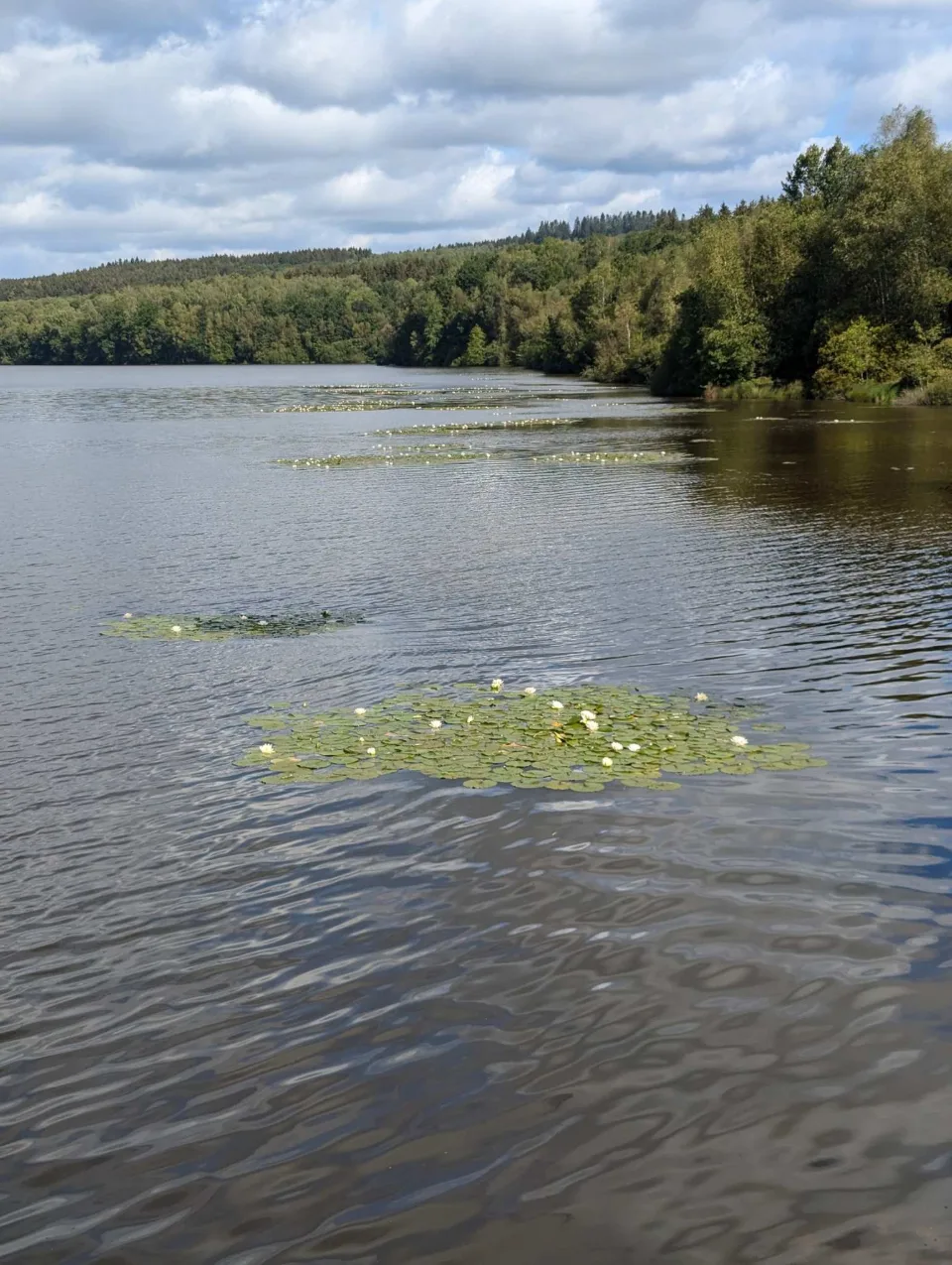 Water lilies drift in a quiet bay, white blooms among the pads.