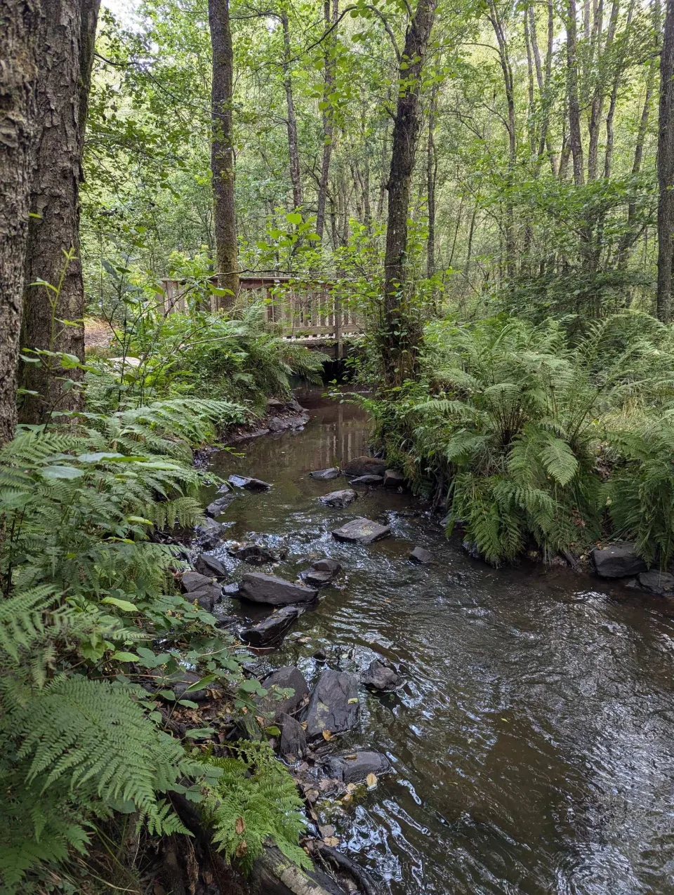 A wooden footbridge crosses the fern-lined inlet stream.