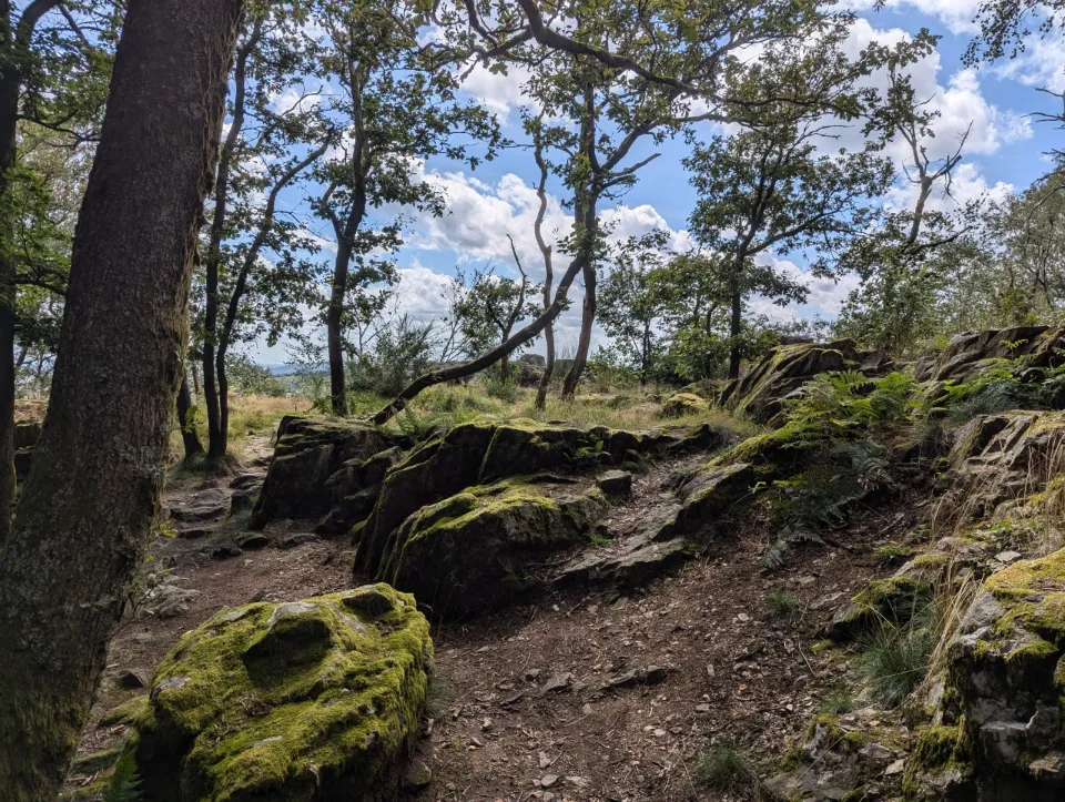 Up on the Roc la Tour: mossy boulders among gnarled oaks.