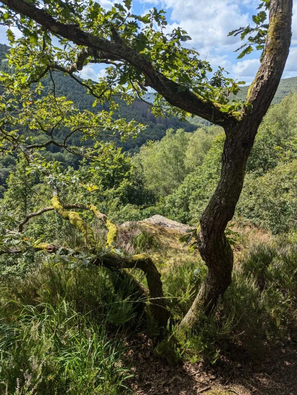 A gnarled oak on the rocky slope frames the view into the valley.