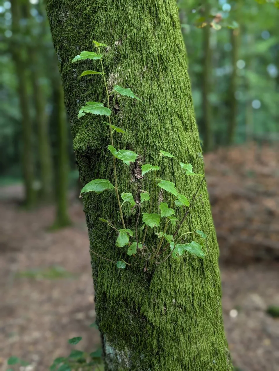 Vivid green moss sheathes a trunk, a young tendril climbing it.