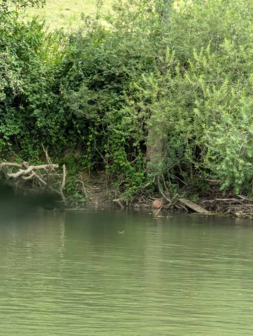 The still, green water of the Meuse beneath overhanging willows.