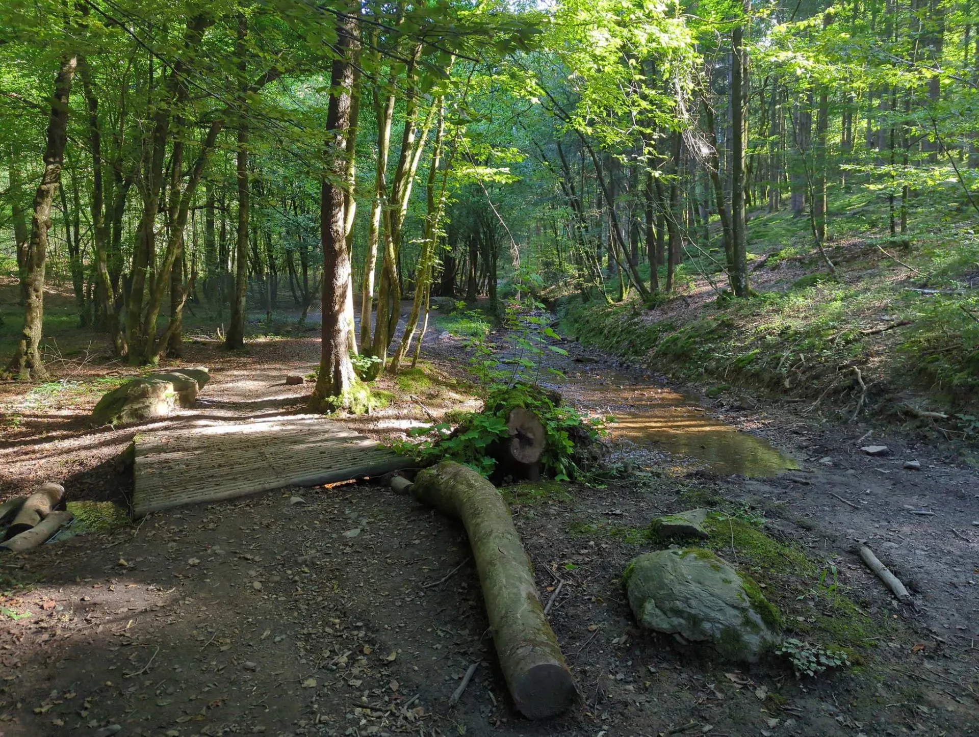 A clearing in the beech wood, a fallen trunk across the path.