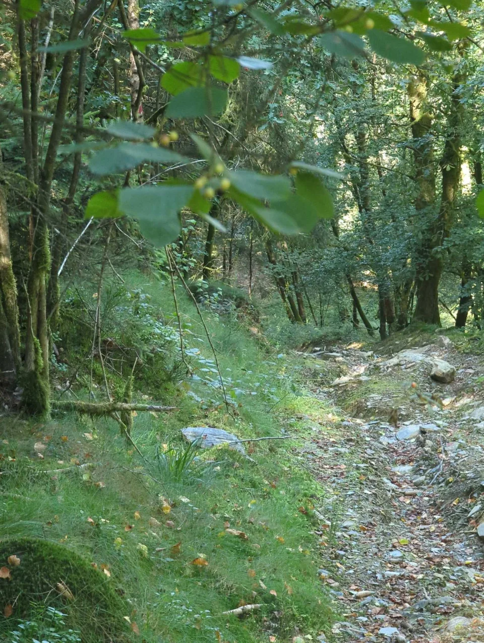 A green holloway winds up through the dense wood.
