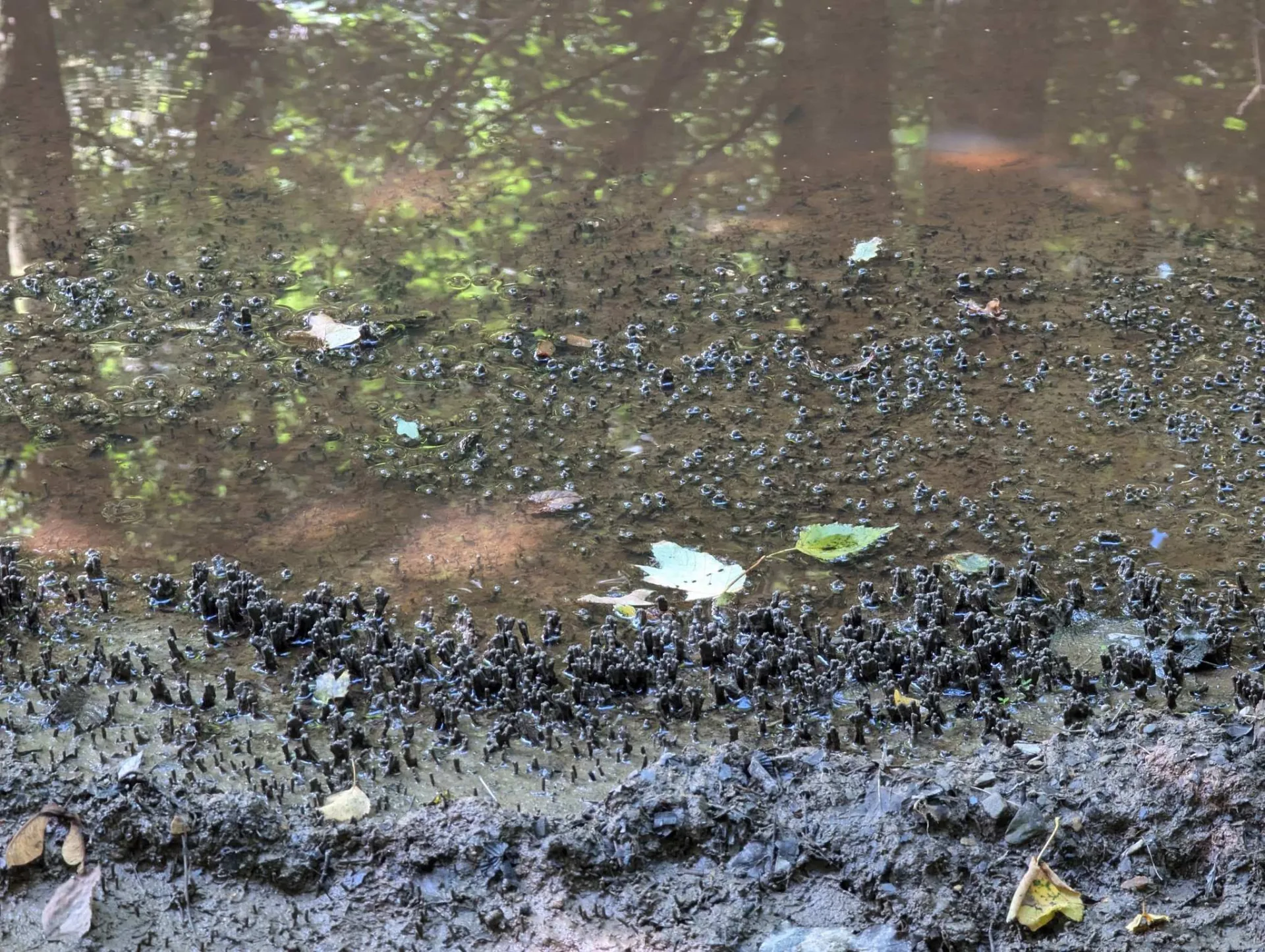 The path sinks into mud — sturdy, waterproof footwear pays off here.
